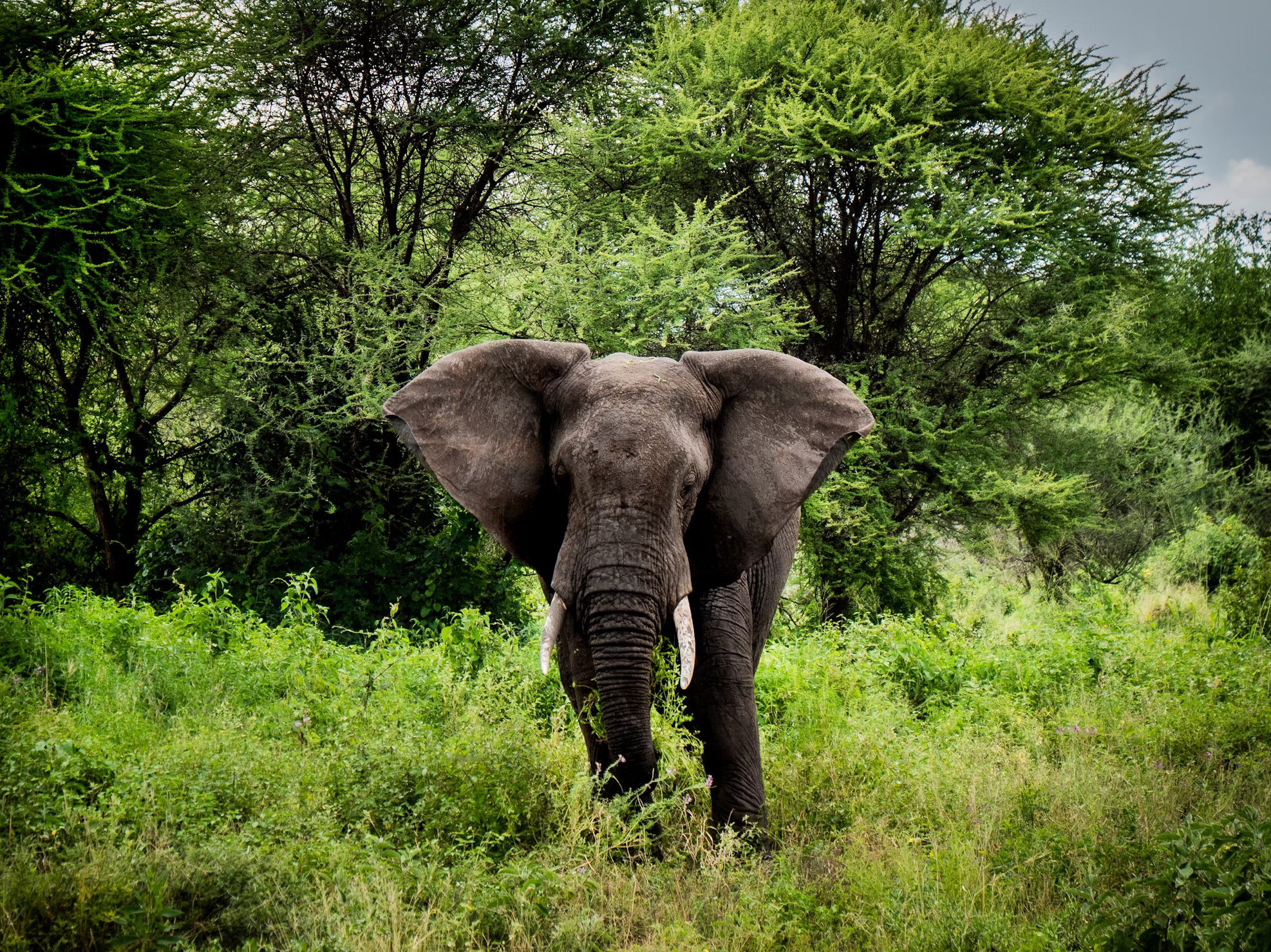 Elefante Correndo