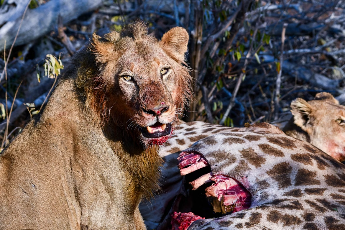 Leão comendo sua presa