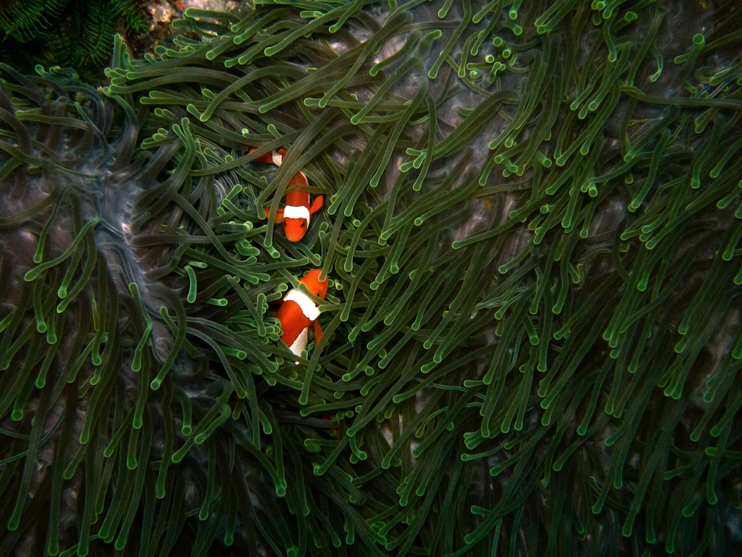 Peixe palhaço em uma anêmona